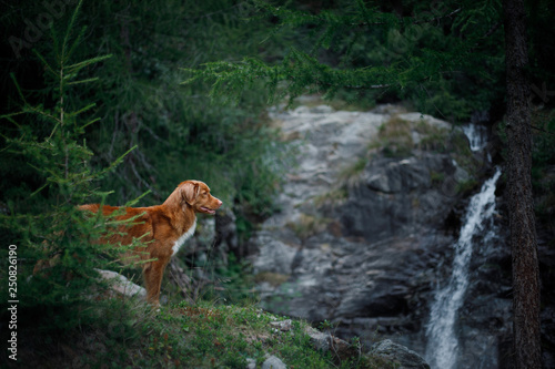 the dog at the waterfall. Pet on nature. Outside the house. Nova Scotia duck tolling Retriever