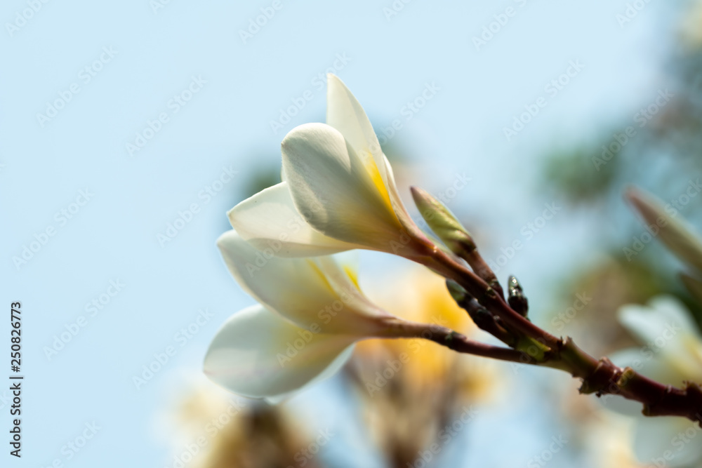Plumeria flowers is blooming in the garden. Plumeria flowers is blooming in the garden.