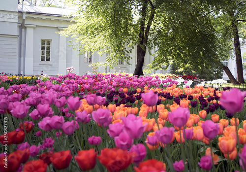 Tulips in the spring Park on Elagin island  St. Petersburg .