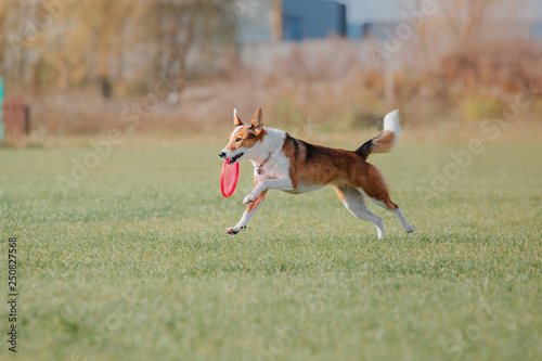Dog catching a plastic disc