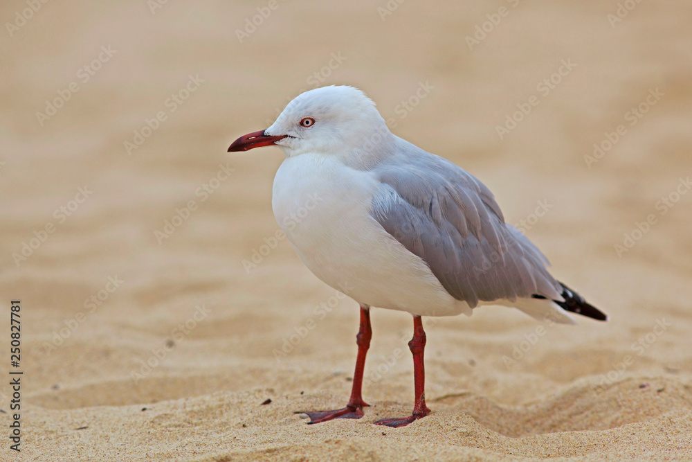 Oiseau marin mouette argentée sur une plage de sable à Sydney, Bondy beach, Australie. Oiseau marin mouette argentée sur une plage de sable à Sydney, Bondy beach, Australie.