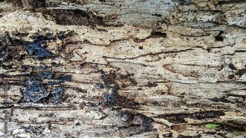 Wood board was eating by group of termites