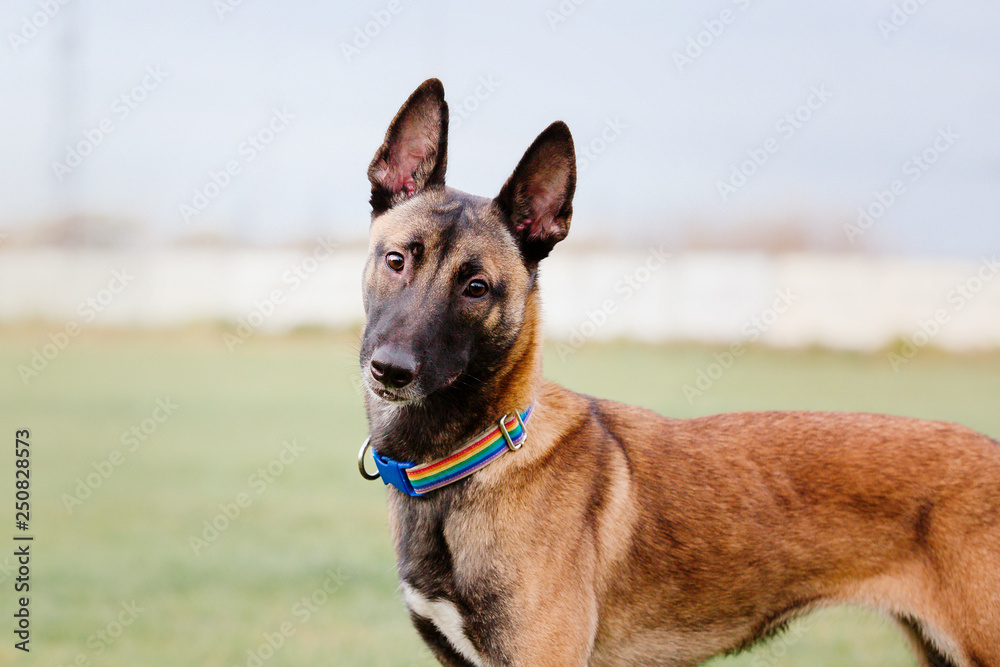 Belgian Shepherd Dog (Malinois) catching a plastic disc Belgian Shepherd Dog (Malinois) catching a plastic disc