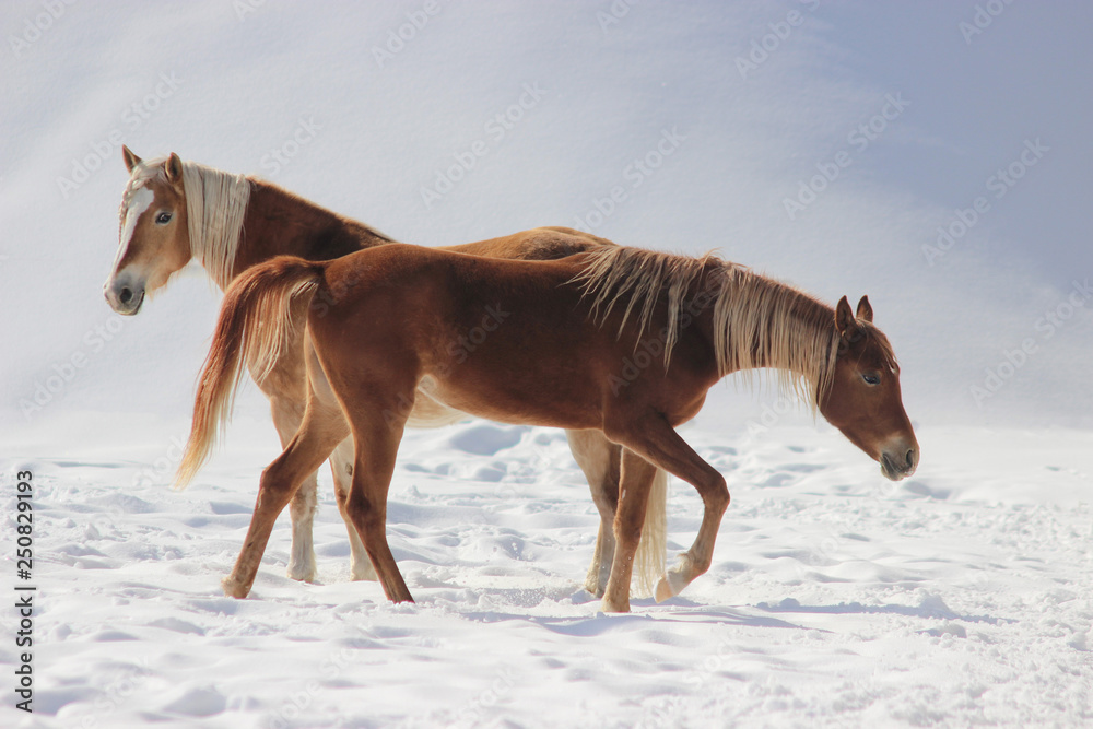 horses with white manes haflinger and purebred arab in winter walking in the snow horses with white manes haflinger and purebred arab in winter walking in the snow