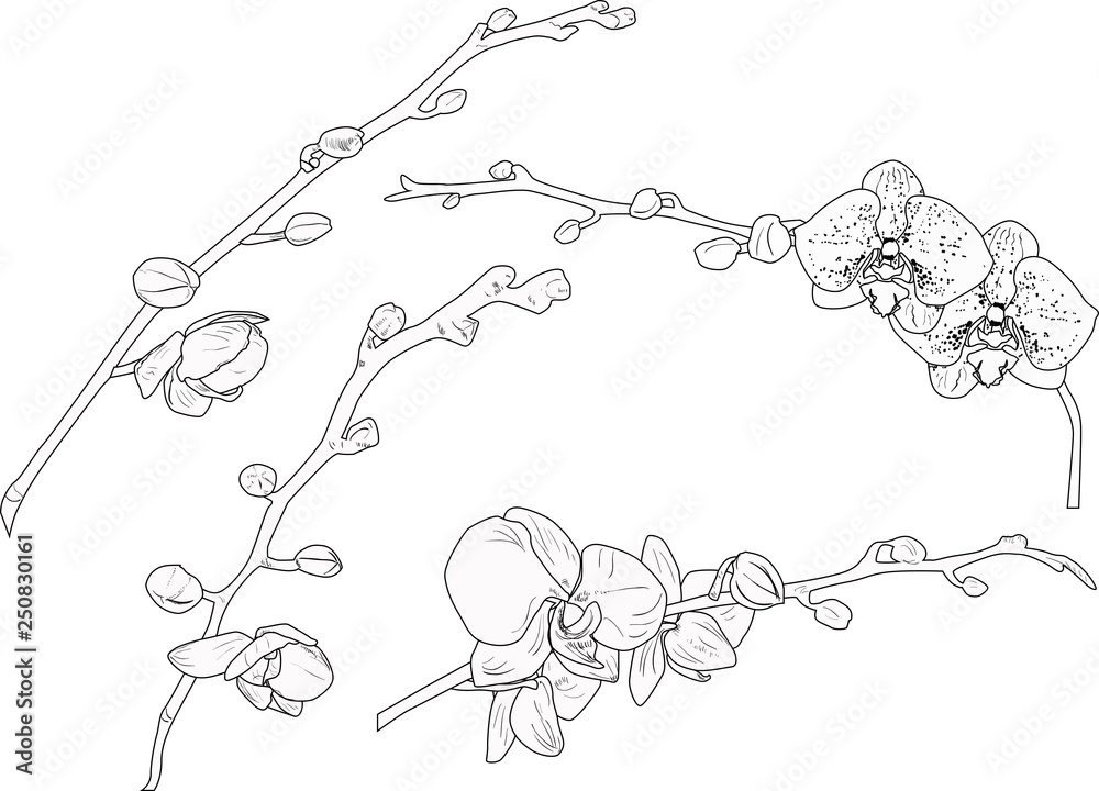 orchid four branches outlines isolated on white orchid four branches outlines isolated on white