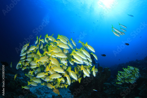 Fish on coral reef 