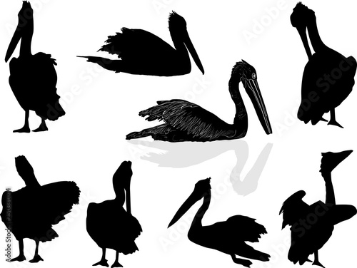set of eight pelicans isolated on white