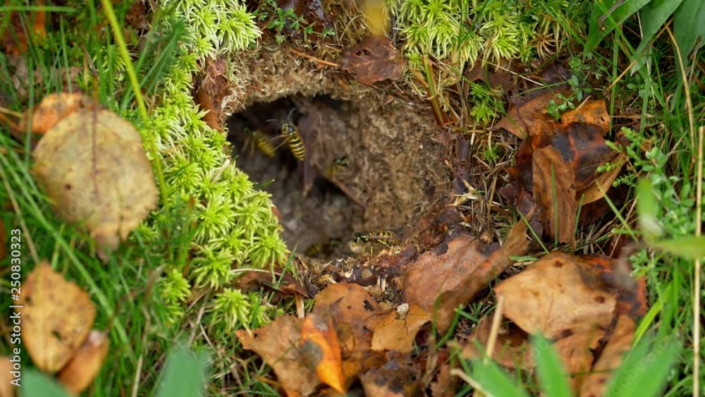 Common wasp (Vespula vulgaris) returning to the nest Common wasp (Vespula vulgaris) returning to the nest