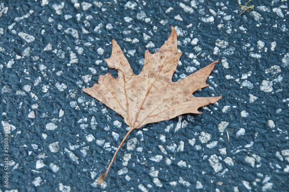Crispy golden dried maple leaf fallen on a grey concrete pavement in Autumn and early Winter Crispy golden dried maple leaf fallen on a grey concrete pavement in Autumn and early Winter