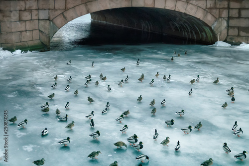 Large accumulation of ducks in winter on ice of reservoir.