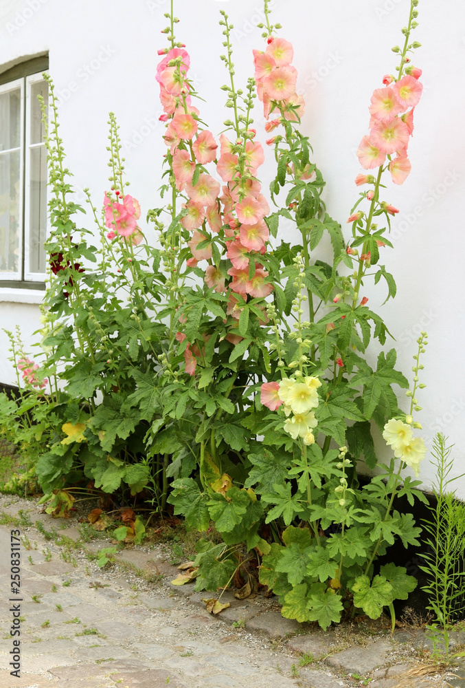 Common hollyhock (Alcea rosea) are popular garden ornamental plant. Stock  Photo