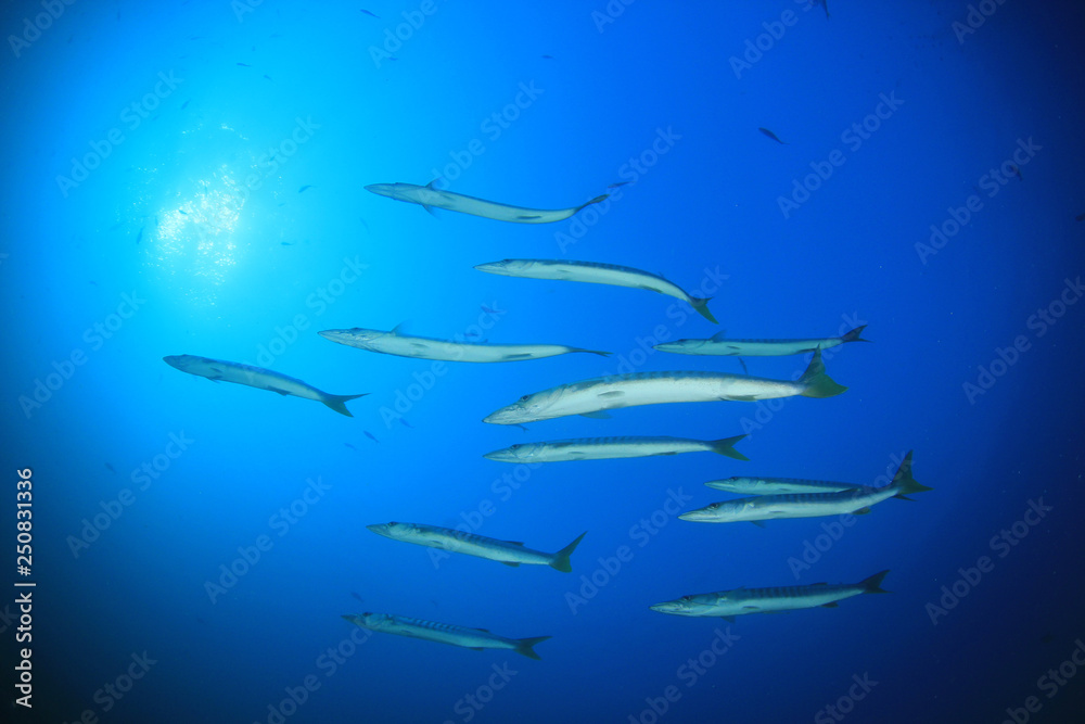 Barracuda fish Barracuda fish
