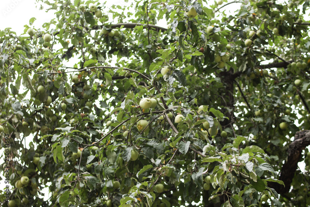 Apple tree. Fruits on the branches in the garden. Apple tree. Fruits on the branches in the garden.