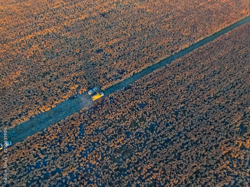 Obraz premium Sorghum harvest, in La Pampa, Argentina