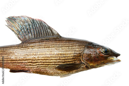 Grayling from Scandinavia photo