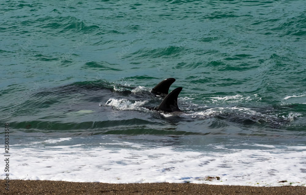 Fototapeta premium Orcas hunting sea lions, Patagonia , Argentina