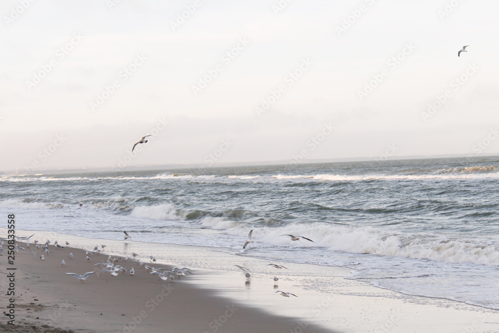 Flying seagulls, beautiful sea