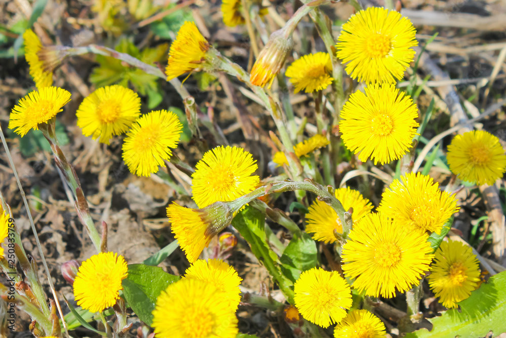 Obraz premium first spring flowers. coltsfoot, yellow flowers..