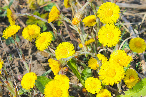 first spring flowers. coltsfoot, yellow flowers..