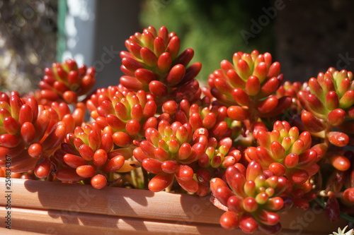 多肉植物 photo