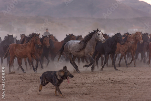 Wild horses are running for freedom. 