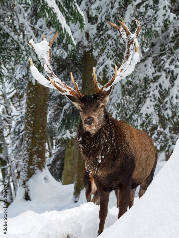 Hirsch Hirsch