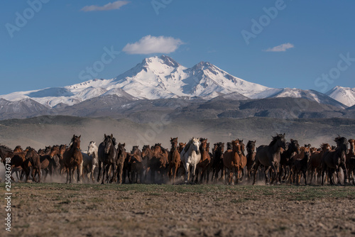 Wild herd of horses passing through the mountain