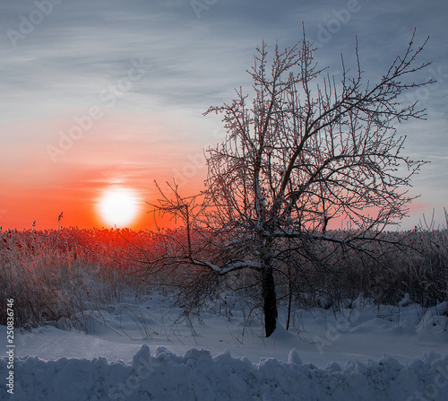 frosty winter morning landscape with red sun