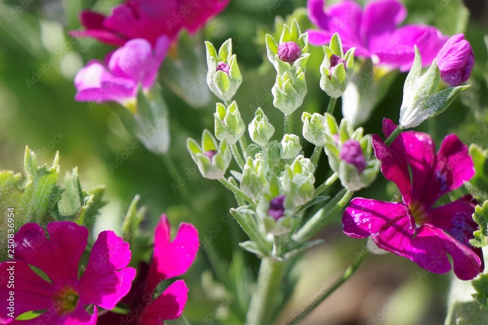 Obraz premium サクラソウ