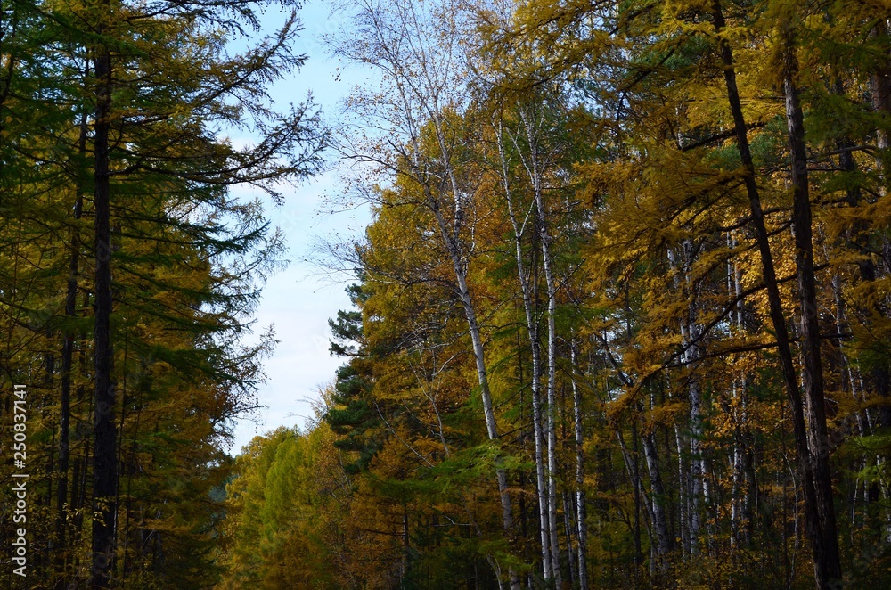 Obraz premium Beautiful autumn forest in September