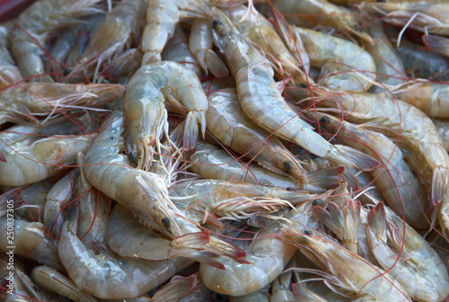 Fresh sea shrimp from the Indian ocean photo