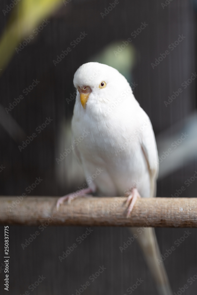 Obraz premium Group of Fancy color Budgerigar