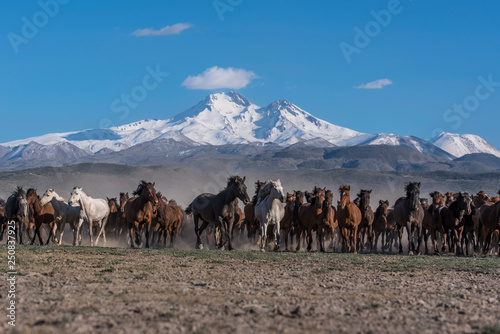 Wild herd of horses passing through the mountain