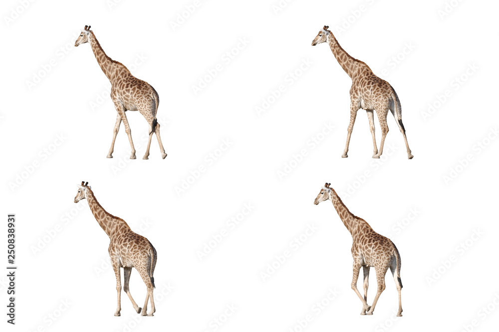 A set of African giraffes walking on white screen, real shot, isolated on white background.