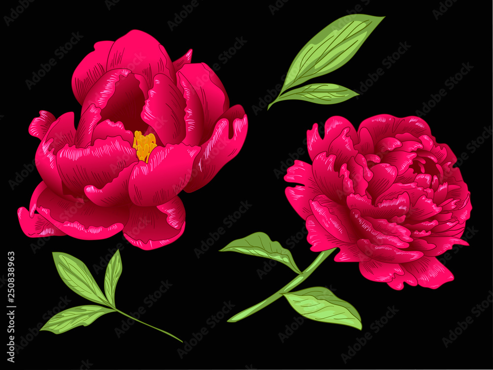 Fototapeta premium Vector Red Peony floral botanical flower. Red and green engraved ink art. Isolated peony illustration element.