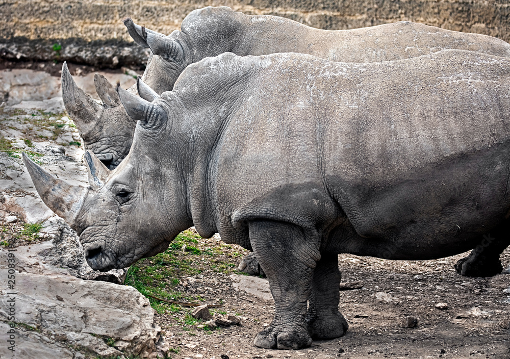 Naklejka premium African rhinoceroses. Latin name - Diceros bicornis 