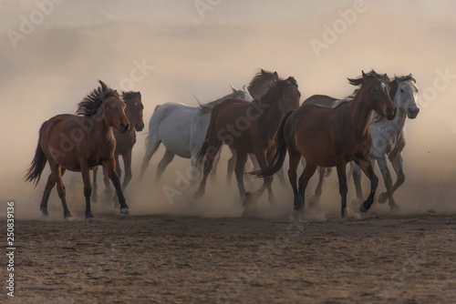 Fototapeta Naklejka Na Ścianę i Meble -  horses in the desert