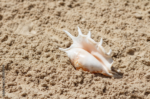 Sea shell with sand on the background. Summer beach. Seashell collection.