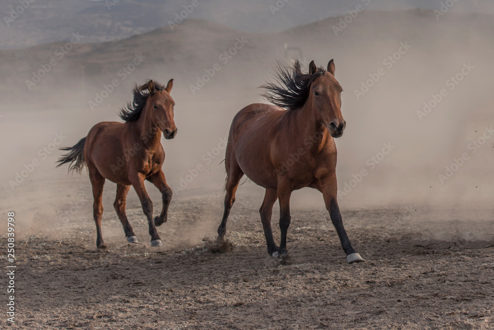 Two wild horses are running for freedom.