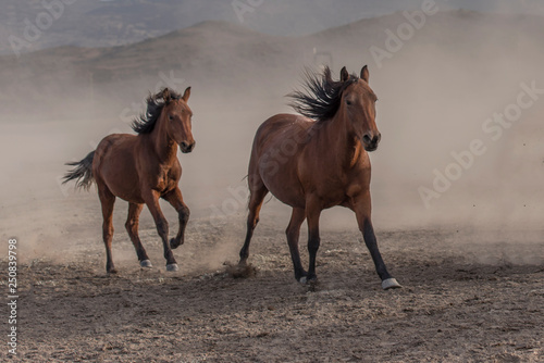 Two wild horses are running for freedom.