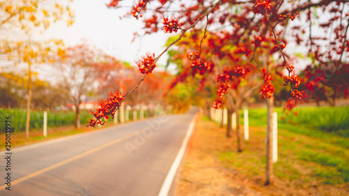 "Phyllocarpus septentrionalis" Red flowering tree Planted along the road