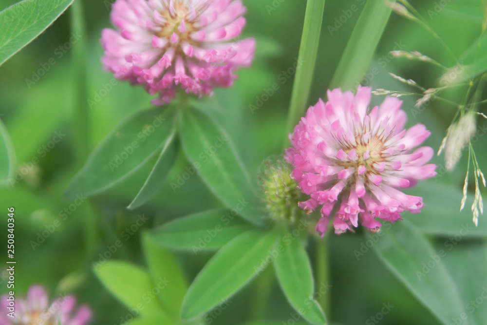 Fototapeta premium Floral summer background, soft focus. Blooming clover. Blurred background.