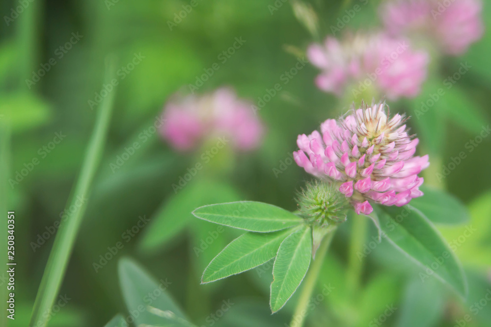 Floral summer background, soft focus. Blooming clover. Blurred background. Floral summer background, soft focus. Blooming clover. Blurred background.