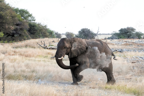 Photography elephants in Namibia