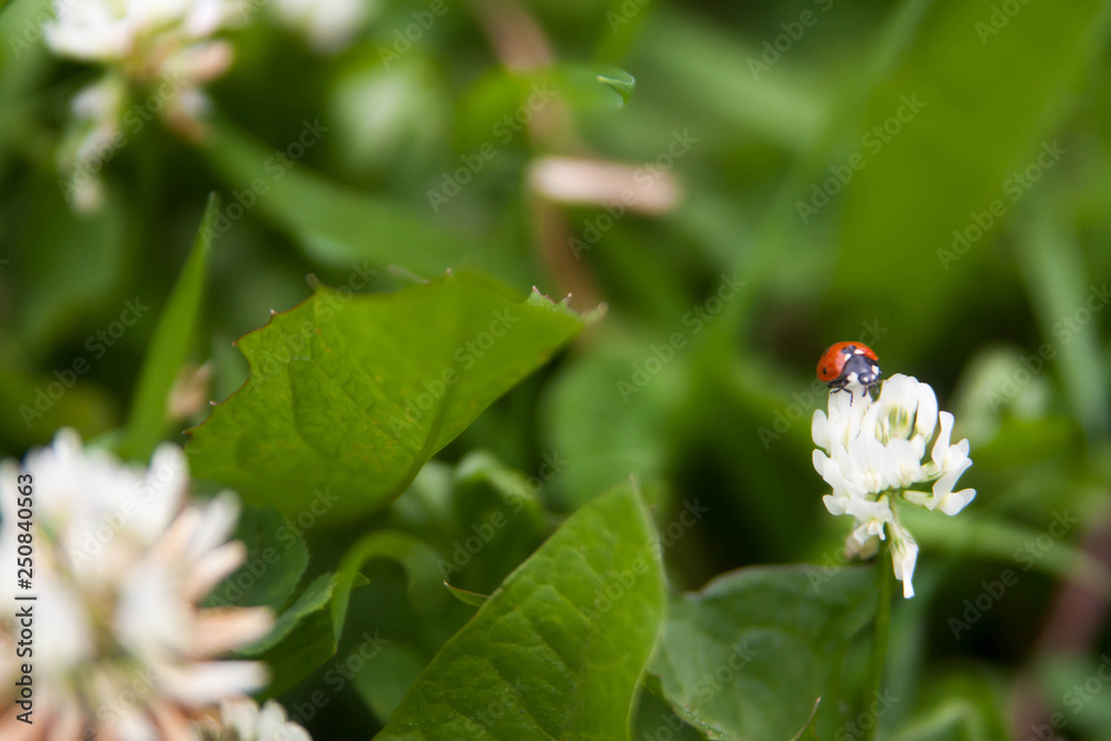 Floral summer background, soft focus. Blooming clover. Blurred background. Ladybug Floral summer background, soft focus. Blooming clover. Blurred background. Ladybug