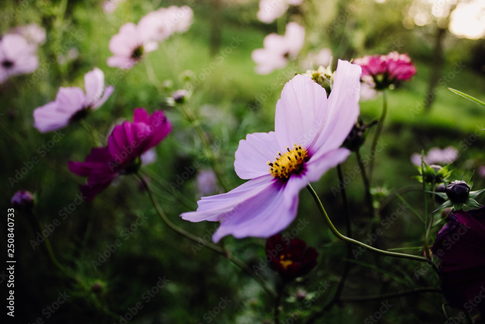 Blüten im Sommergarten, Schmuckkörbchen im Sonnenlicht Blüten im Sommergarten, Schmuckkörbchen im Sonnenlicht
