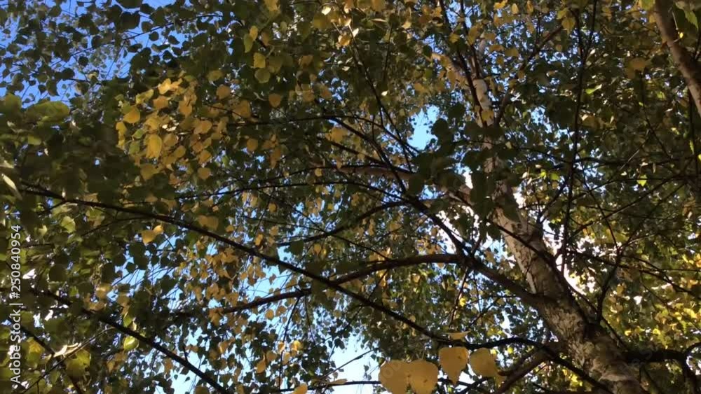 Beautiful autumn leaves on birch tree, fall season Beautiful autumn leaves on birch tree, fall season
