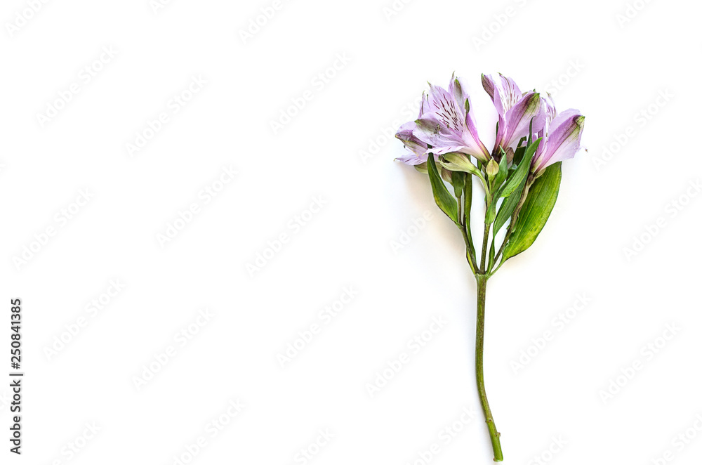 Flower of lilac Alstromeria on a white background. Flat lay, top view mockup. Copy space Flower of lilac Alstromeria on a white background. Flat lay, top view mockup. Copy space