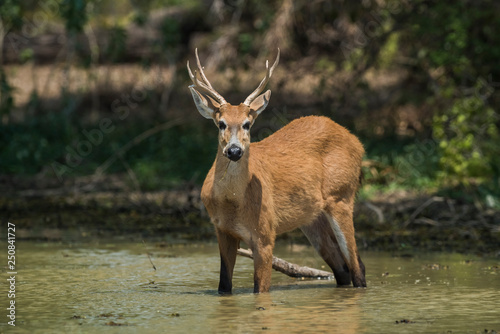Marsh deer, pantanal Brazil