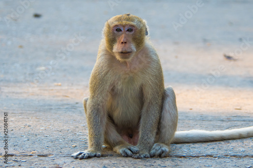 Monkey in Thailand.3 © nikonianthai.